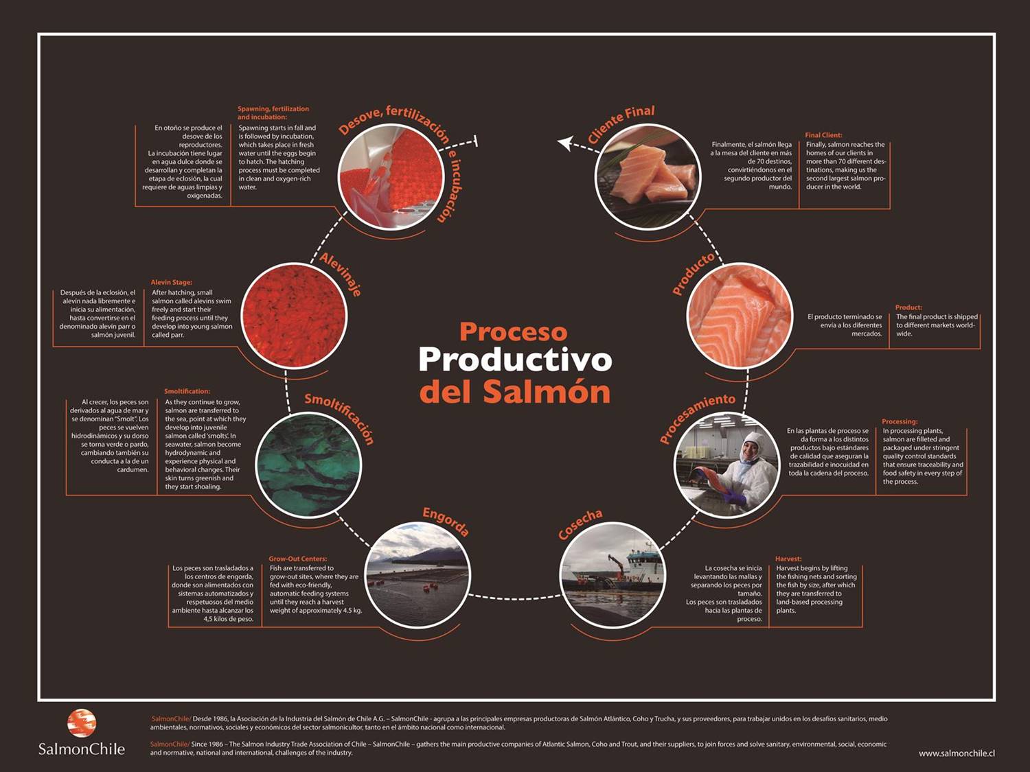 El ciclo productivo del salmón, una cadena de valor completa