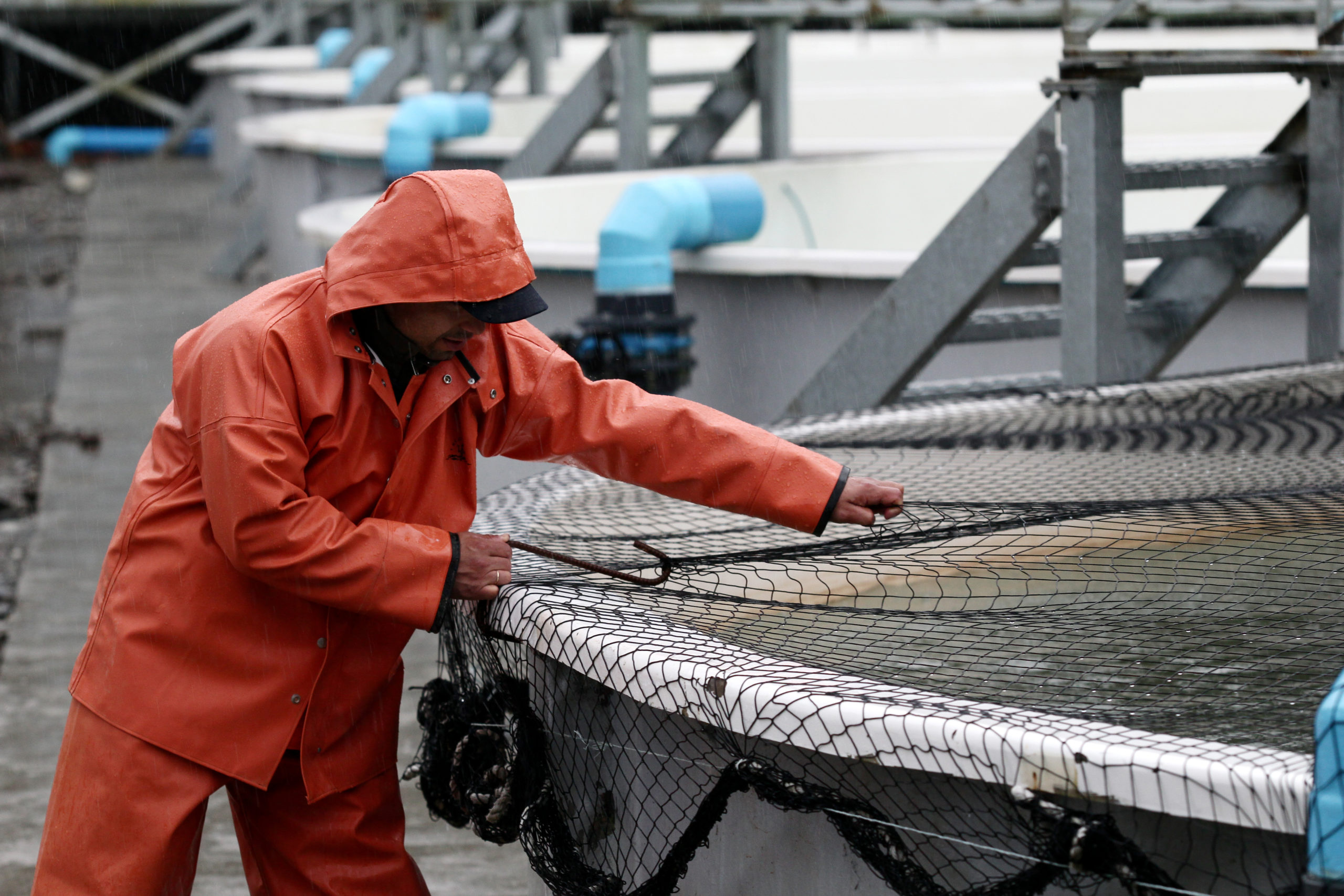 Salmonicultura y sostenibilidad: claves desde los Diálogos Salmoneros