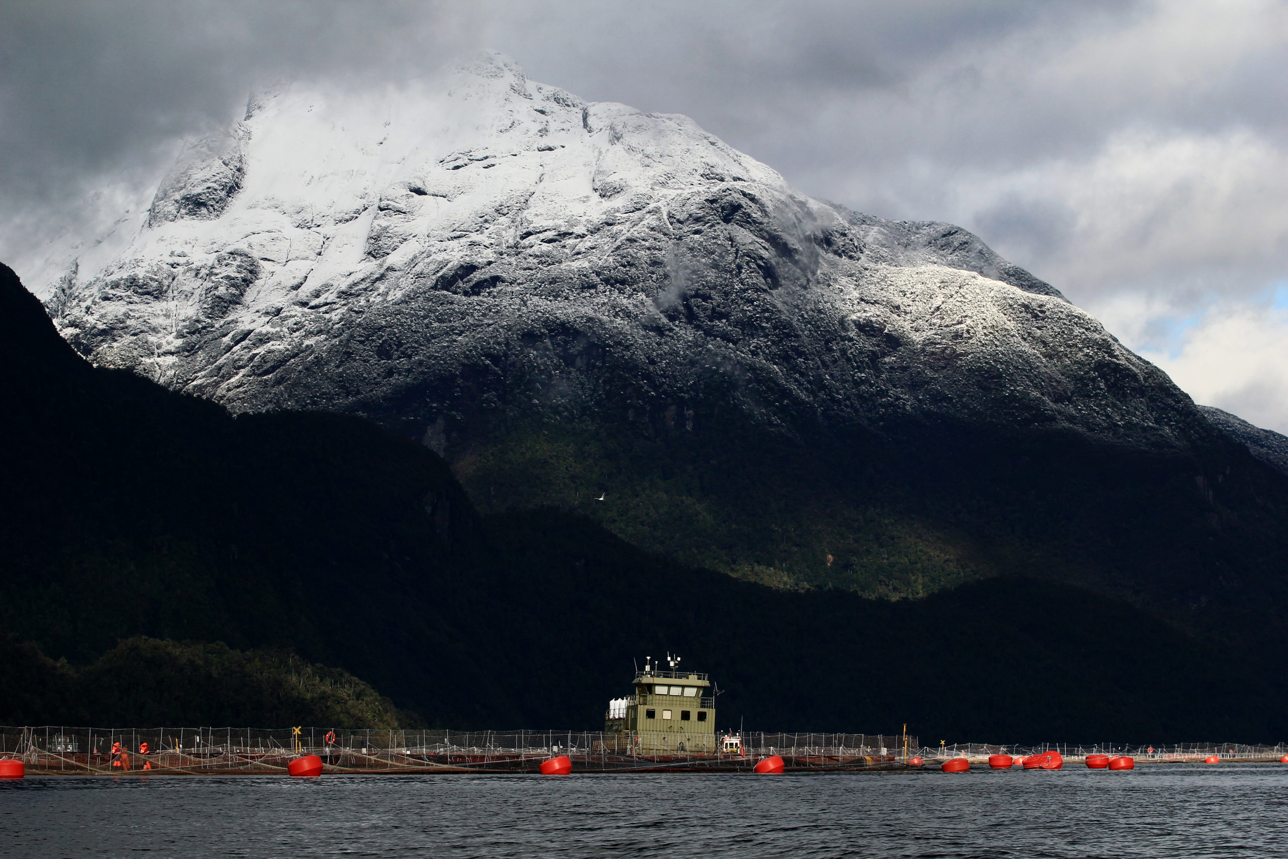 Salmón chileno: un superalimento para la salud del mundo
