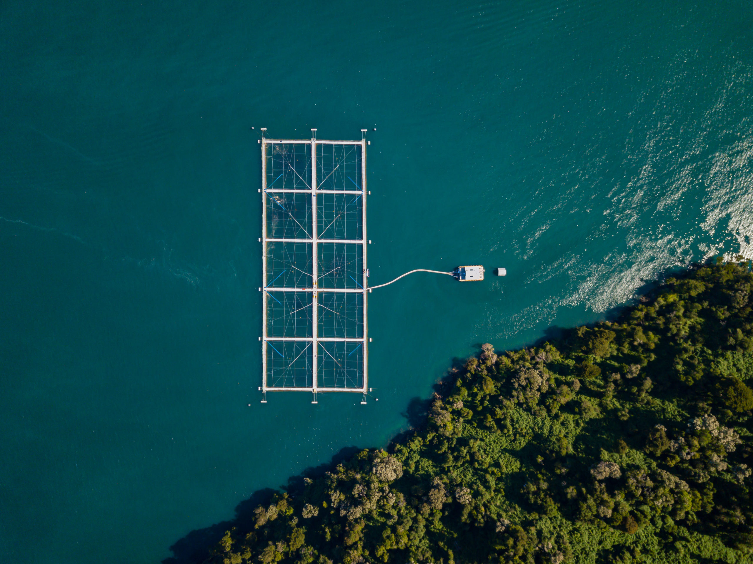 Impacto econômico da criação de salmão no Chile