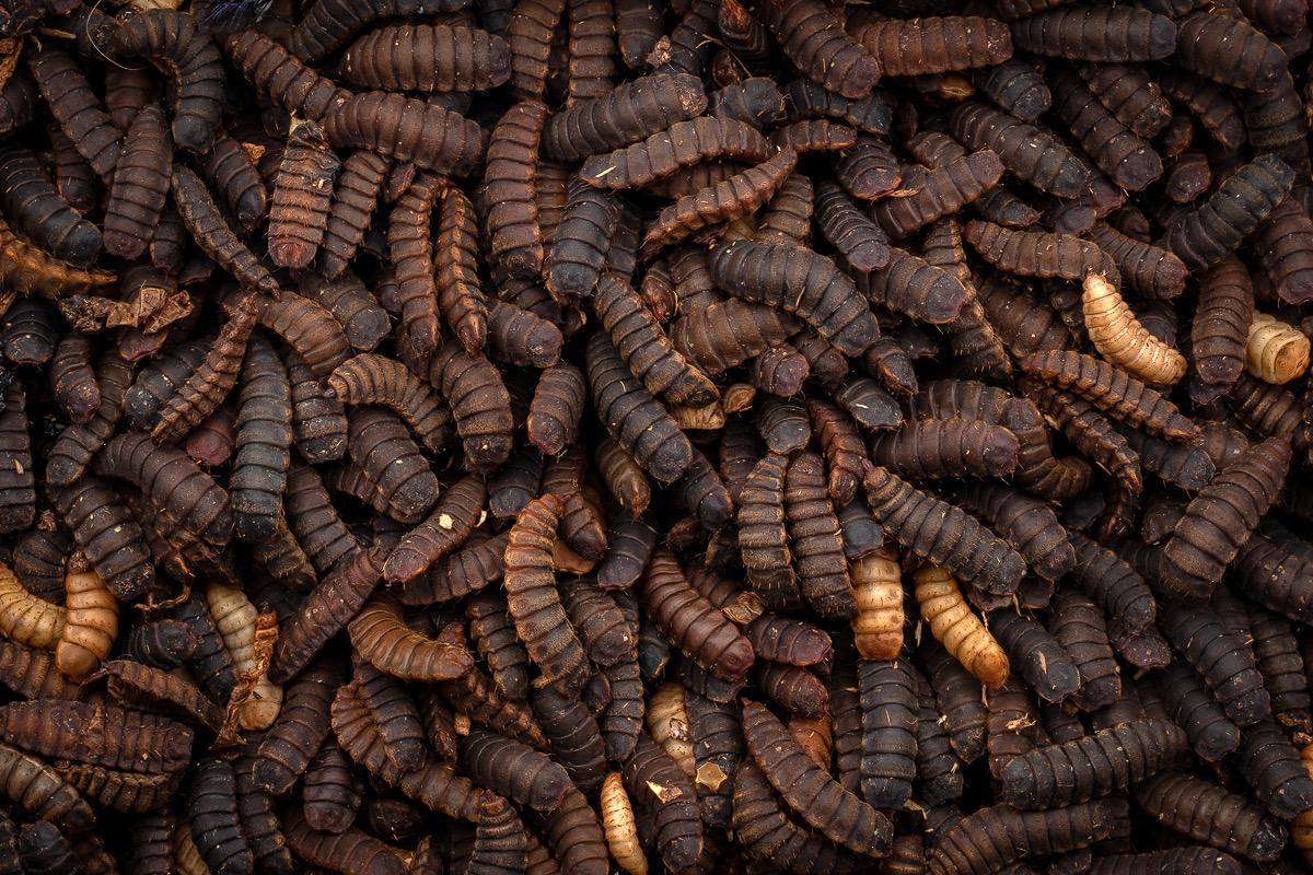 Proteína de insectos: la clave para una dieta de salmónidos que impulse la circularidad  y carbono neutralidad de la industria