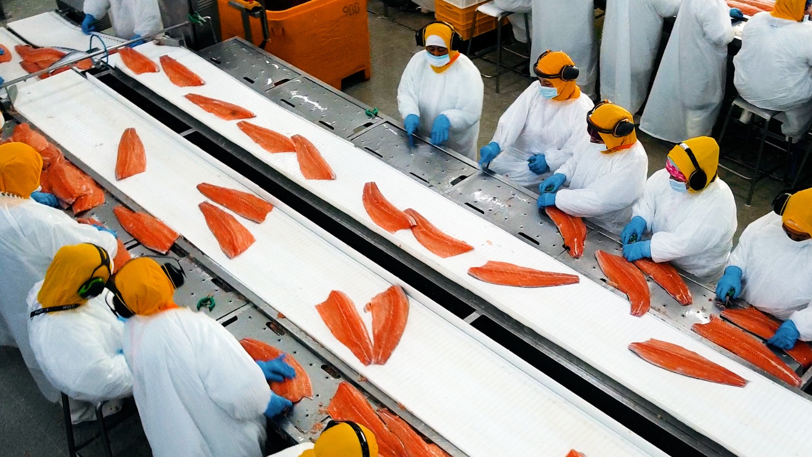 Salmón chileno se consolida como el segundo producto más exportado del país durante 2025